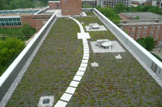 view from Cumberland Hall's green roof