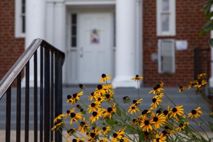 Yellow black-eyed Susan flowers in bloom in front of a brick building with white pillars.