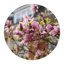 close up of cherry blossom tree