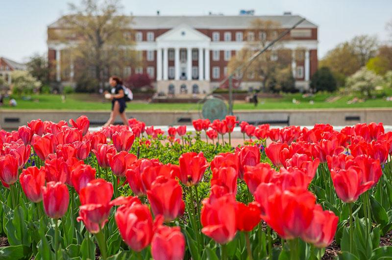 Tulips in bloom on the Mall with students walking in background