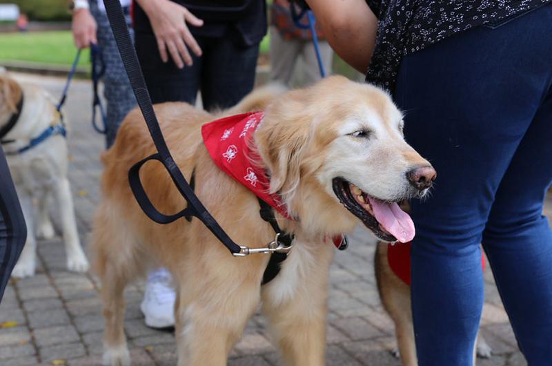 A happy golden retriever wearing a red Maryland bandana at a campus self-care event.