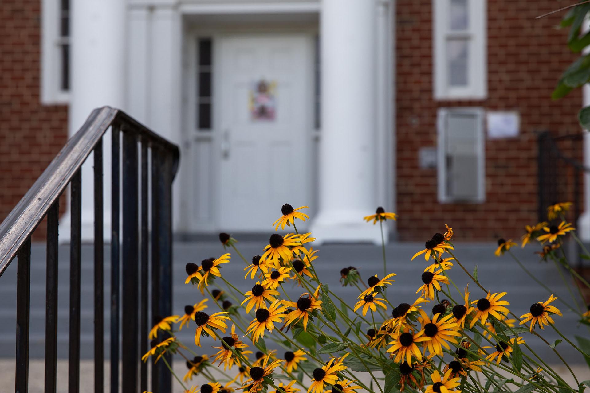 Yellow black-eyed Susan flowers in bloom in front of a brick building with white pillars.